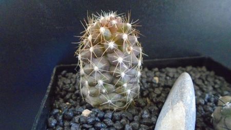 Copiapoa maritima