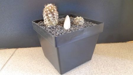 Copiapoa calderana & Copiapoa maritima