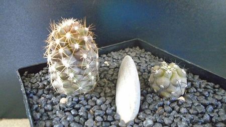 Copiapoa calderana & Copiapoa maritima