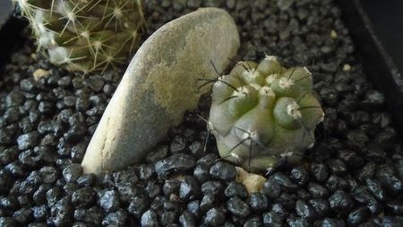 Copiapoa calderana