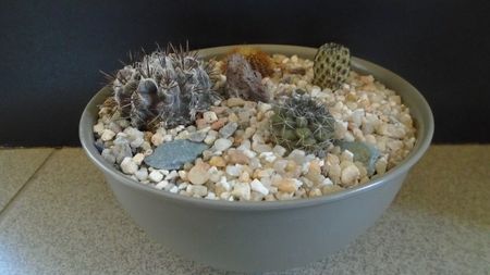 Grup de 4 cactusi; Sulcorebutia rauschii (Rebutia canigueralii)       
Frailea angelesii (Frailea mammifera ssp. angelesiae)
Copiapoa humilis ssp. tenuissima
Eriosyce taltalensis v. floccosa
