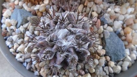 Eriosyce taltalensis v. floccosa (Neoporteria, Neochilenia floccosa), CS 49.1, Antofagasta, Chile