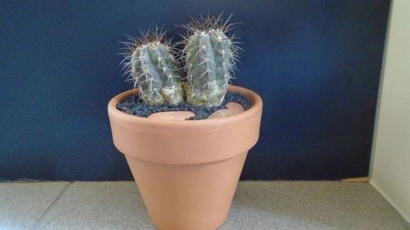 Copiapoa calderana, JN 282, Atacama, Chile