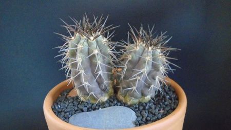 Copiapoa calderana, JN 282, Atacama, Chile