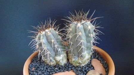 Copiapoa calderana, JN 282, Atacama, Chile