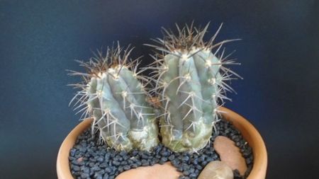 Copiapoa calderana, JN 282, Atacama, Chile