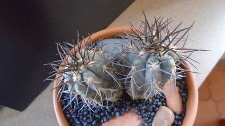 Copiapoa calderana, JN 282, Atacama, Chile