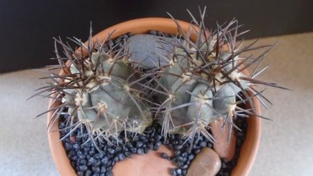 Copiapoa calderana, JN 282, Atacama, Chile