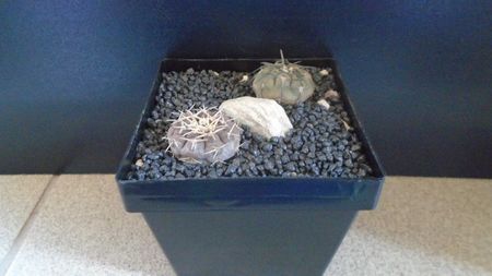 Gymnocalycium spegazzinii & Gymnocalycium bodenbenderianum (riojense)