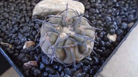 Gymnocalycium spegazzinii