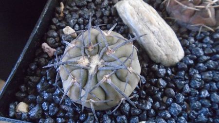 Gymnocalycium spegazzinii
