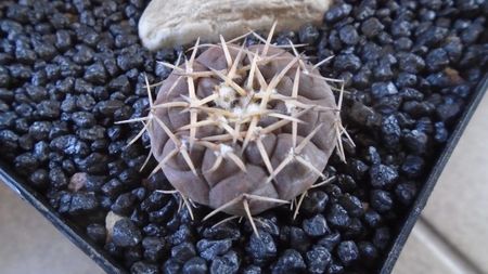 Gymnocalycium bodenbenderianum (riojense)
