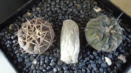 Gymnocalycium spegazzinii & Gymnocalycium bodenbenderianum (riojense)