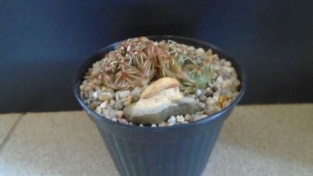 Gymnocalycium kieslingii, TK 223, Pinchas, Arg.