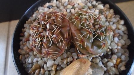 Gymnocalycium kieslingii, TK 223, Pinchas, Arg.