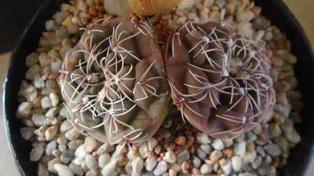 Gymnocalycium kieslingii, TK 223, Pinchas, Arg.