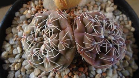 Gymnocalycium kieslingii, TK 223, Pinchas, Arg.