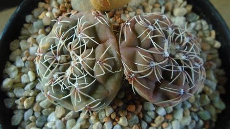 Gymnocalycium kieslingii, TK 223, Pinchas, Arg.