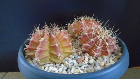 Grup de 3 Gymnocalycium; Gymnocalycium anisitsii, VoS 06-290, Concepcion, Paraguay (2 ex.)
Gymnocalycium mendozaense, VoS 03-061, Santa Cruz,  Bolivia
