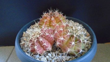 Gymnocalycium anisitsii, VoS 06-290, Concepcion, Paraguay (2 ex.)