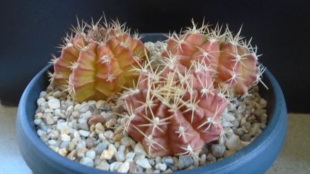 Grup de 3 Gymnocalycium; Gymnocalycium anisitsii, VoS 06-290, Concepcion, Paraguay (2 ex.)
Gymnocalycium mendozaense, VoS 03-061, Santa Cruz,  Bolivia
