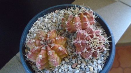 Grup de 3 Gymnocalycium; Gymnocalycium anisitsii, VoS 06-290, Concepcion, Paraguay (2 ex.)
Gymnocalycium mendozaense, VoS 03-061, Santa Cruz,  Bolivia
