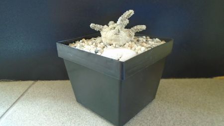 Euphorbia cylindrifolia