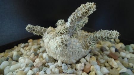 Euphorbia cylindrifolia