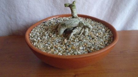 Trichodiadema densum, dupa tunsoare
