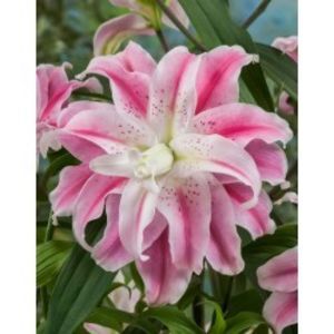 lilium-db-Sweet-Rosy-250x250