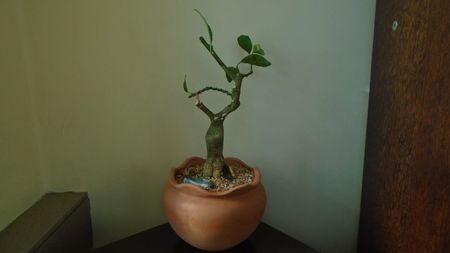 Citrus x floridana (Limequat)