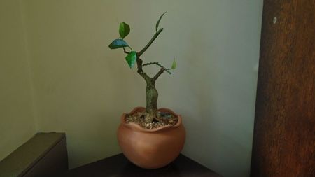 Citrus x floridana (Limequat)
