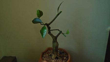 Citrus x floridana (Limequat)