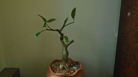 Citrus x floridana (Limequat)