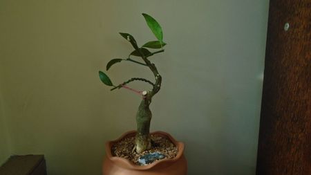 Citrus x floridana (Limequat)