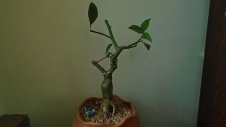 Citrus x floridana (Limequat)