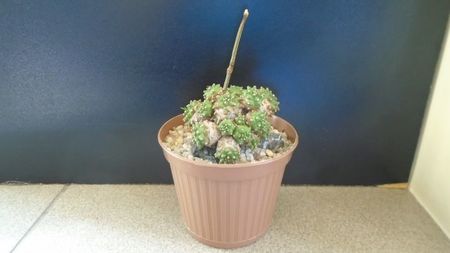 Euphorbia cv. Cocklebur (bupleurifolia x suzannae); fosta Euphorbia x japonica
