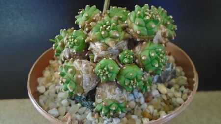 Euphorbia cv. Cocklebur (bupleurifolia x suzannae); fosta Euphorbia x japonica
