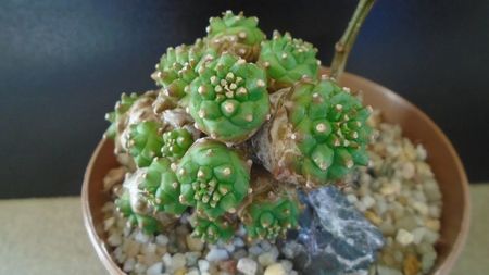 Euphorbia cv. Cocklebur  (bupleurifolia x suzannae); fosta Euphorbia x japonica
