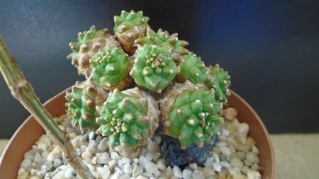 Euphorbia cv. Cocklebur  (bupleurifolia x suzannae); fosta Euphorbia x japonica
