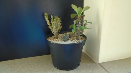Euphorbia milii flori rosii & Euphorbia milii flori albe