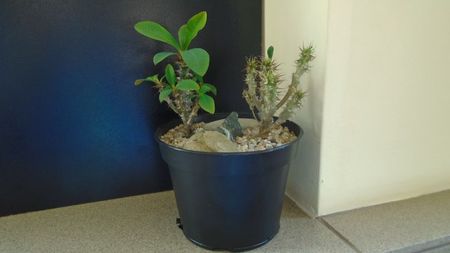Euphorbia milii flori rosii & Euphorbia milii flori albe