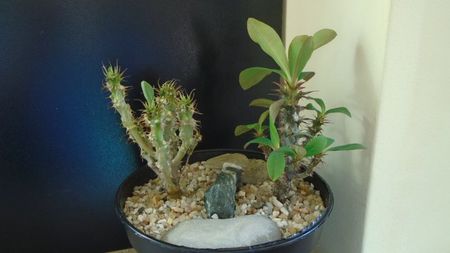 Euphorbia milii flori rosii & Euphorbia milii flori albe