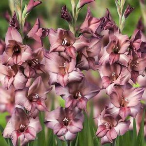 gladiole-bambino-torino_1