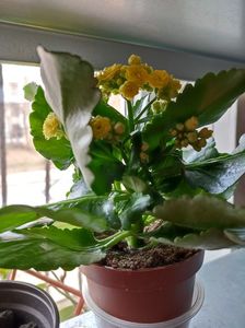 Kalanchoe, arata superb! După câteva zile se ofilesc florile, frunzele se pălesc. Foarte clar, nu ma; Primită de 1 martie!
