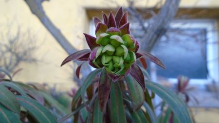 Euphorbia amygdaloides