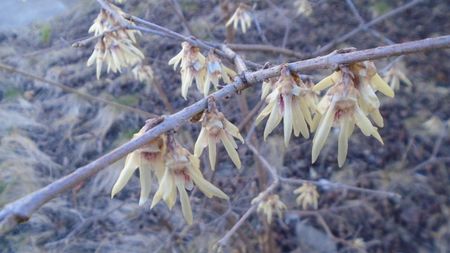 Arbustul zanei (Chimonanthus praecox)