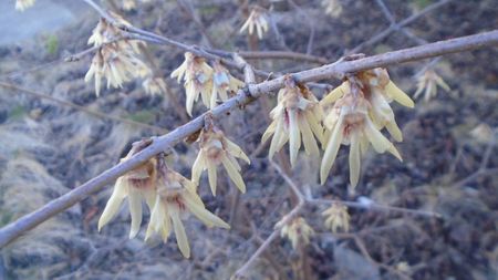 Arbustul zanei (Chimonanthus praecox)