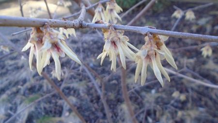 Arbustul zanei (Chimonanthus praecox)