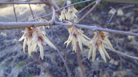 Arbustul zanei (Chimonanthus praecox)